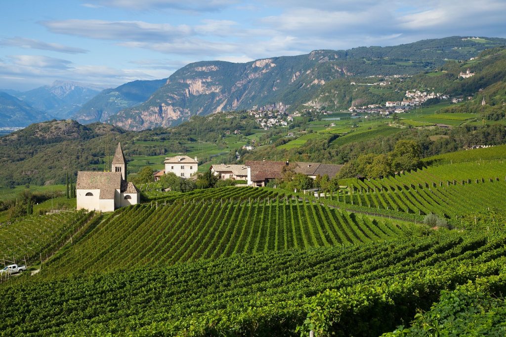 I vigneti di Pinot Nero di Mazzon sulla Strada del Vino
